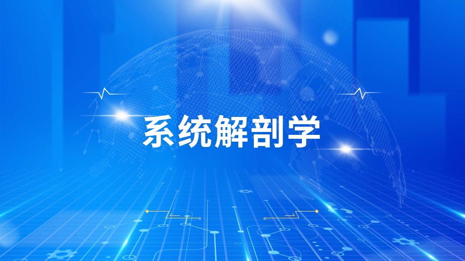 系统解剖学